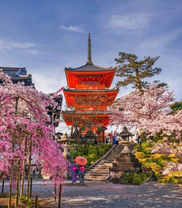 Сакура і гліцинії в травні