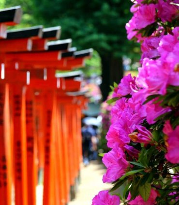 Тисячі воріт Фусімі Інарі і дегустація саке