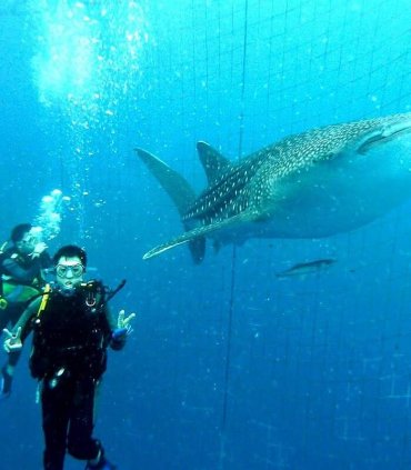 Знайомство з китовою акулою