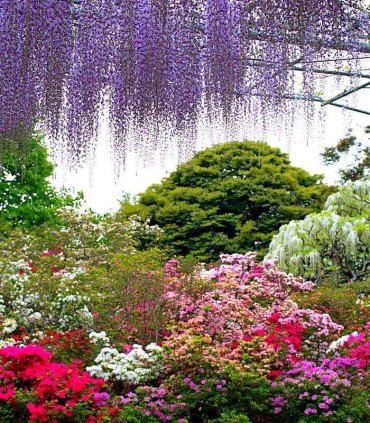 Гліцинії в парку Асікага