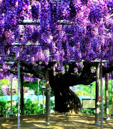 Гліцинії в парку Асікага