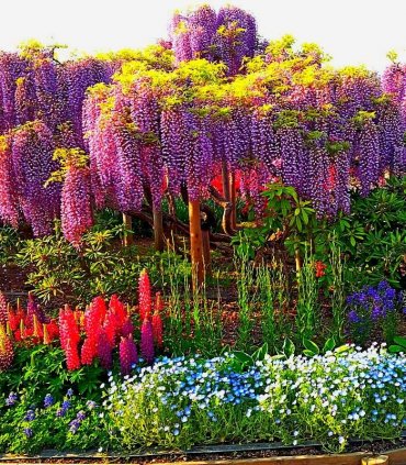 Гліцинії в парку Асікага