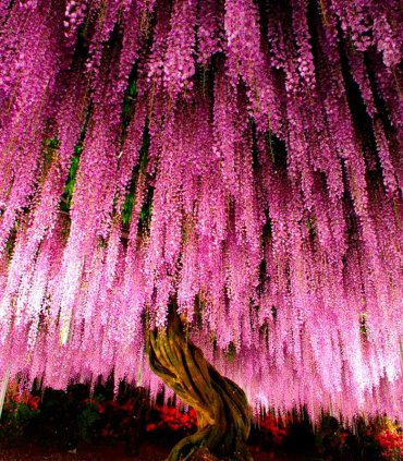 Гліцинії в парку Асікага