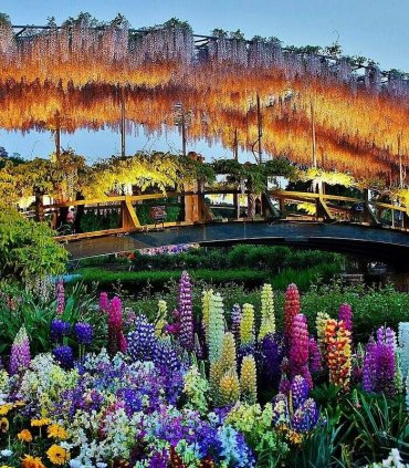 Гліцинії в парку Асікага