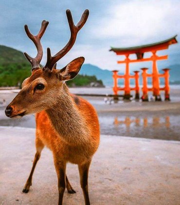 Священний острів Міядзіма