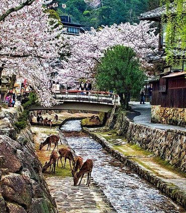 Священний острів Міядзіма