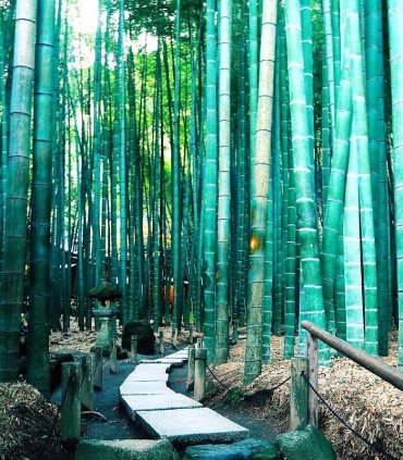 Стародавність Камакури та сучасність Йокогами