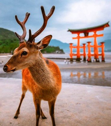 До вершини Фудзі-сан