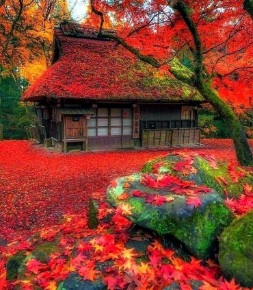 Осінні барви Японії (економ)