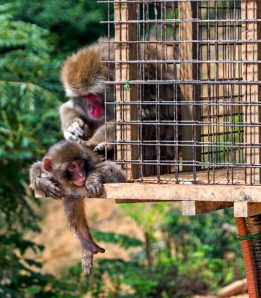 Західний Кіото: чарівна Арасіяма