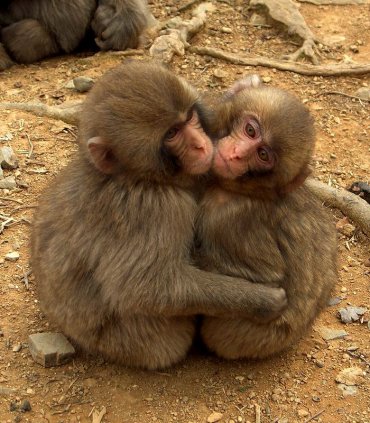 Західний Кіото: чарівна Арасіяма