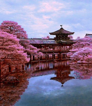 Сакура в Японії - весни чарівність