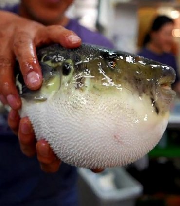 Вечеря з "отруйної" рибки Фугу