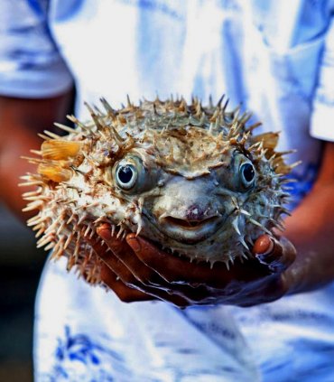 Вечеря з "отруйної" рибки Фугу