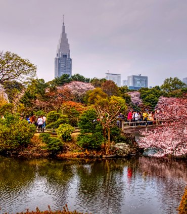 Сакура в Японії - весни чарівність