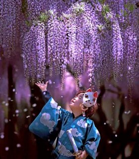 Сакура і гліцинії в травні