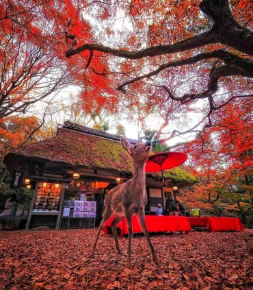 Клени момідзі в Японських Альпах