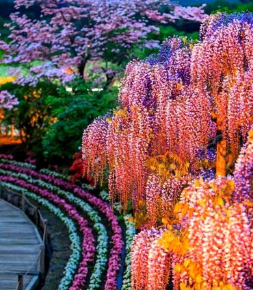 Сакура і гліцинії в травні