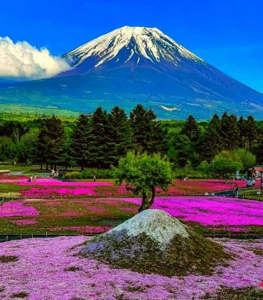 Сакура і гліцинії в травні