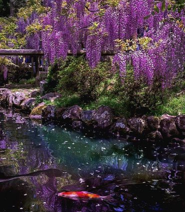 Сакура і гліцинії в травні
