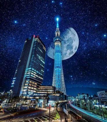 Сакура і гліцинії в травні