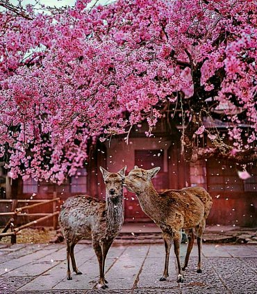 Сакура в Японії - весни чарівність