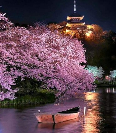 Сакура в Японії - весни чарівність