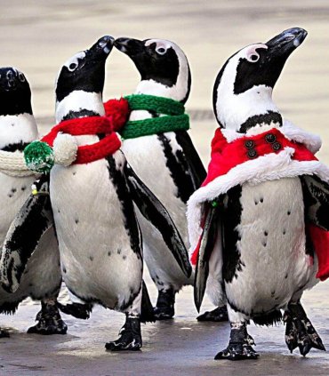 Парк розваг Hakkeijima Sea Paradise (екскурсія)