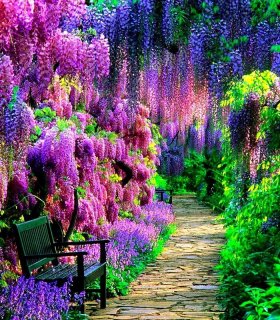 Квітуча Японія в травні