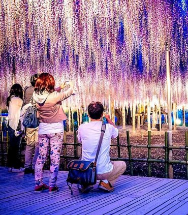 Гліцинії в парку Асікага