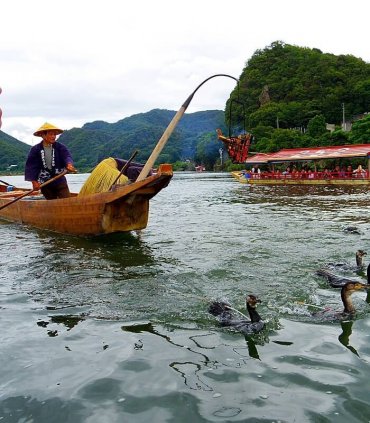 Укаї - риболовля з бакланами