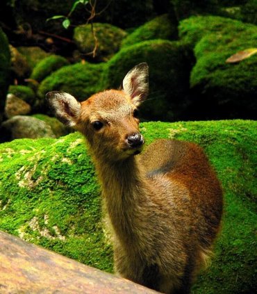 Якусіма і "Принцеса Мононоке"