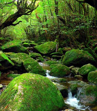 Якусіма і "Принцеса Мононоке"