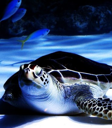 Романтичний Отару