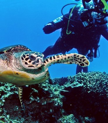 Дайвінг на островах Керама