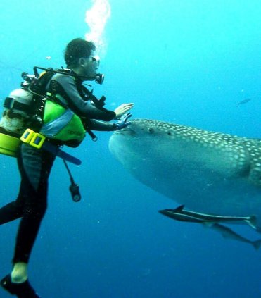Знайомство з китовою акулою