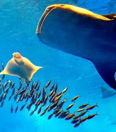 Знайомство з китовою акулою