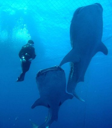 Знайомство з китовою акулою
