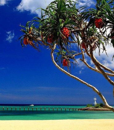 Temple stay у Кореї та відпочинок на екзотичній Окінаві