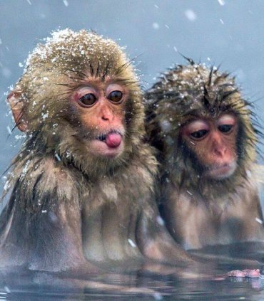 В гості до снігових мавпочок