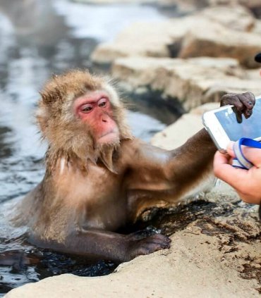 В гості до снігових мавпочок