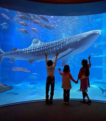 Океанаріум Кайюкан, Осака