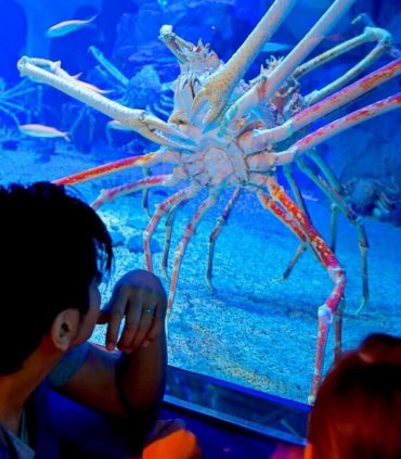 Кайюкан, Осака