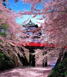 Замок Хіросакі, сакура