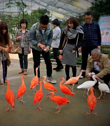 Самурайський Мацуе, парк квітів і птахів