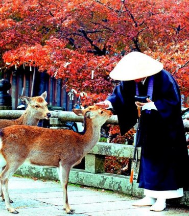 Нара - місто оленів і стародавніх храмів