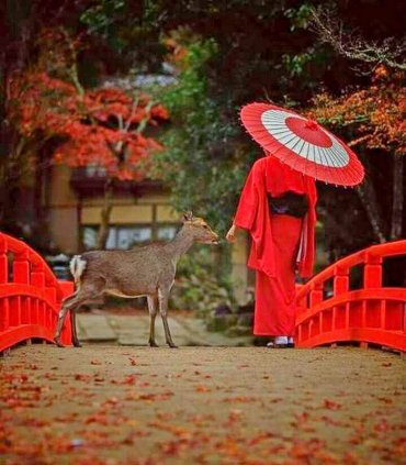 Нара момідзі