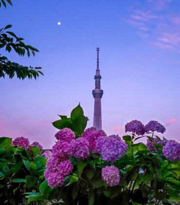 Tokyo Sky Tree, лето