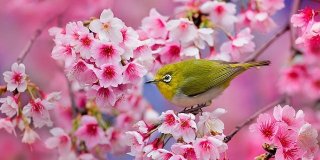 Весна і сакура