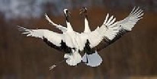 Японія + Корея